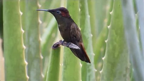 Ruby Hummingbird Nature Free Stock Video Pixabay