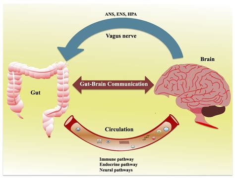 Ijms Free Full Text Gut Brain Axis Role Of Gut Microbiota On