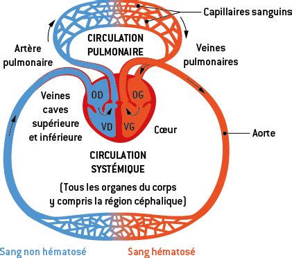 La Circulation Du Sang Dans Les Vaisseaux DigiSchool