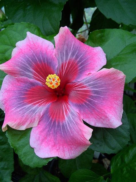 Tahitian Mystery Rainbow Hibiscus Hibiscus Plant Pansies Flowers