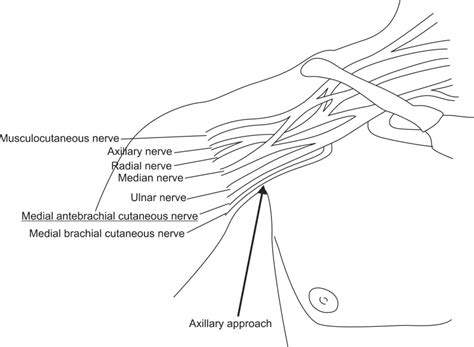 Medial Brachial Cutaneous Nerve