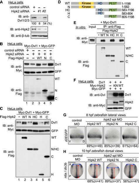 Hipk Regulates Dvl Stability In A Kinase Activity Independent Manner