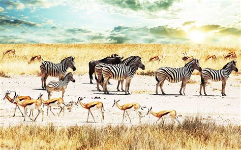 2560x1600 Buffalo Zebra Africa Sky Savannah African Savanna HD