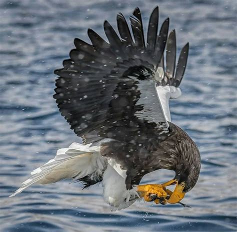 Steller's Sea Eagle eating on the go : r/PerfectTiming