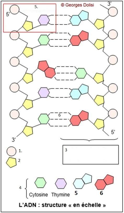 Structure De L Adn Diagram Quizlet