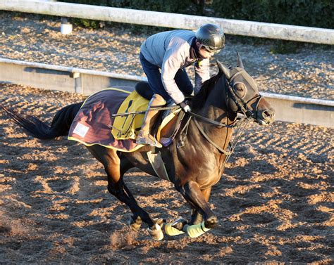 【京都金杯】イルーシヴパンサーは巻き返しへ順調 久保田貴士調教師「だいぶ元気が出てきた感じ」 スポーツ報知