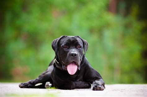 Cane Corso Steckbrief Charakter Pflege And Haltung