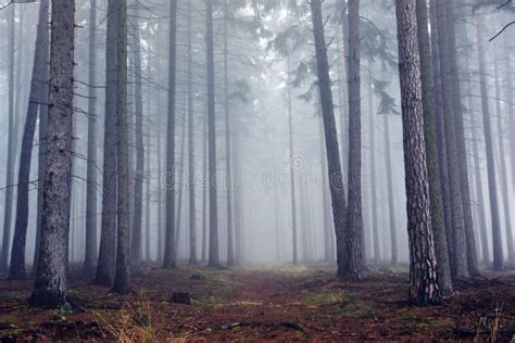 Bosque Brumoso Del Otoño Imagen De Archivo Imagen De Espeluznante 90541183