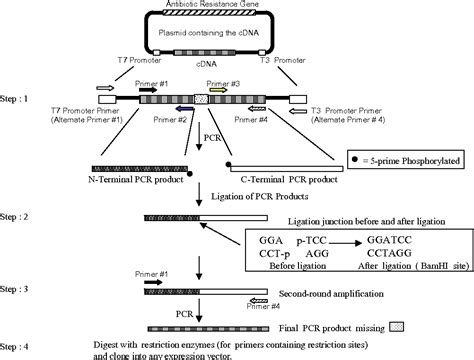 Figure 1 From Site Directed Mutagenesis Using Pfu Dna Polymerase And T4 Dna Ligase Semantic