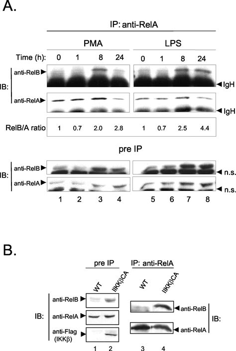 Relb Forms Transcriptionally Inactive Complexes With Relap65