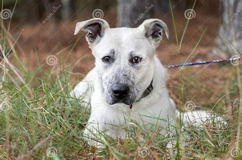 Young White Shepherd Mix Dog Mutt Laying Down Outside On Leash Stock