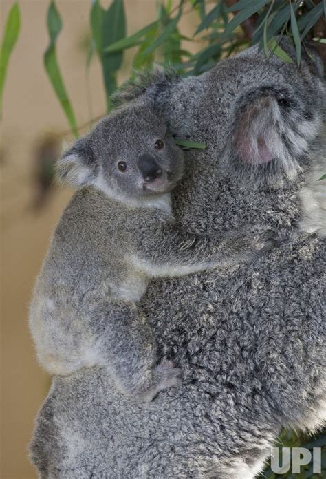 Photo: Koalas at San Diego Zoo - WAX20081204718 - UPI.com