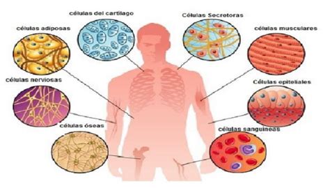 Célula humana Qué es y qué significa Aprender Ahora