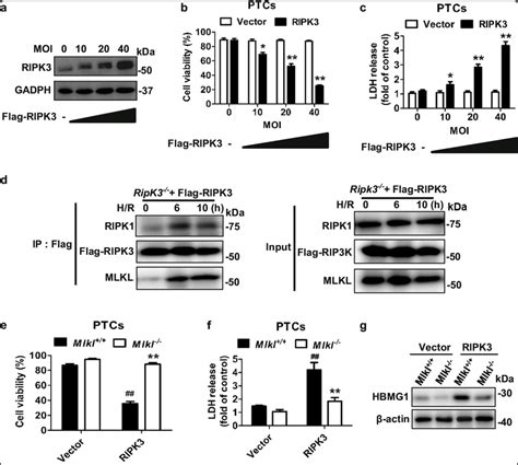 RIPK3 And MLKL Is Essential For OGFD Induced Cell Necroptosis In PTCs