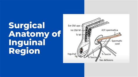 Surgical Anatomy Of Inguinal Region Youtube