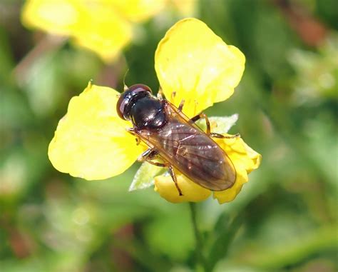 Cheilosia Pagana Female Oversley Wood Warwickshire Flickr