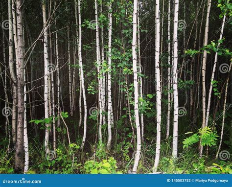 Birchs Novos A Casca De Vidoeiro Preto E Branco Na Mola No Bosque