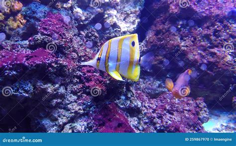 Tropical Reef Aquarium Fish And Sea Life The Butterfly Fish Stock