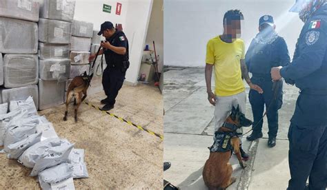 Binomios Caninos La Importancia De Su Trabajo En Seguridad Y