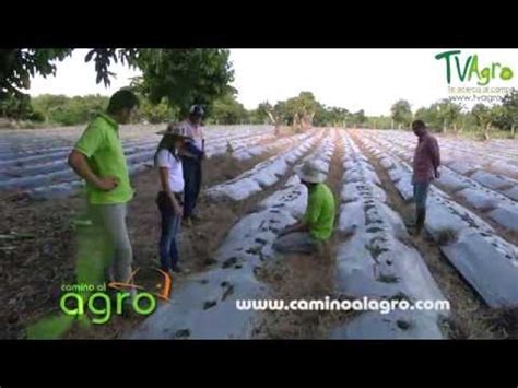 Tv Agro Te Acerca Al Campo Los An Lisis De Suelos Ayudan A Reducir