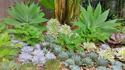 Landscaping With Succulents In San Diego Letz Design