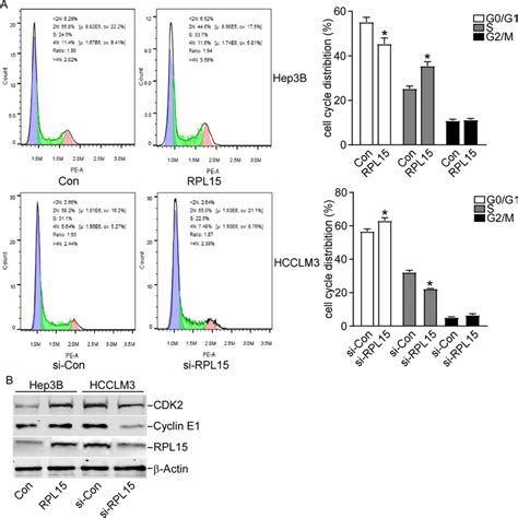 Rpl Knockdown Blocked Cell Cycle Progression In Hcc Cells A Rpl