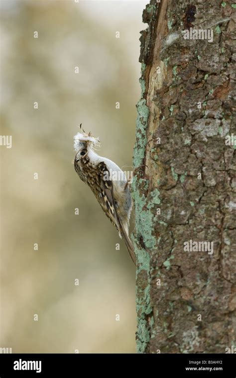 Certhia Familiaris Treecreeper With Nesting Material Uk Stock Photo