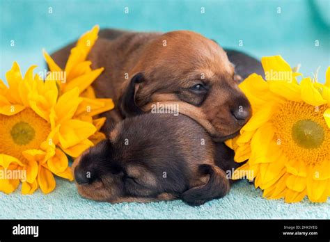 Doxen Puppies sleeping MR Stock Photo - Alamy