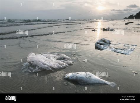 Tod Fisch Und Plastik M Ll Am Strand In Verschmutzung Sea Scape Umwelt