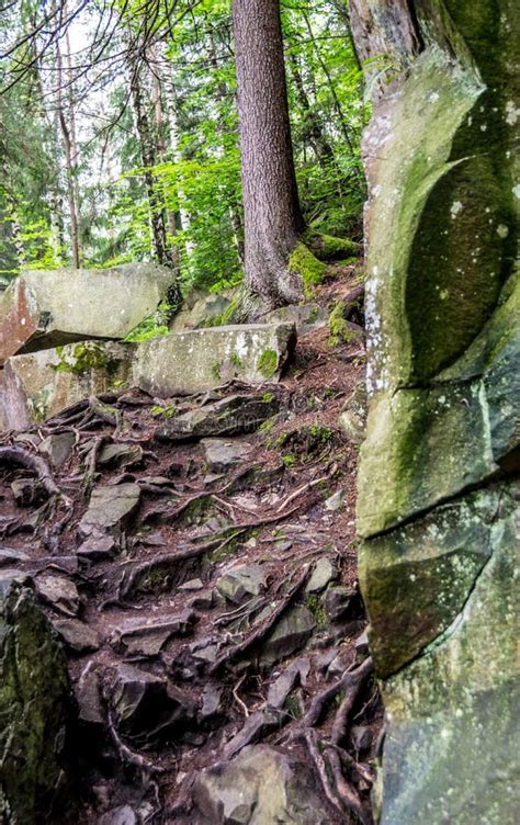 Stones Roots Trees Stock Photo Image Of Natural June