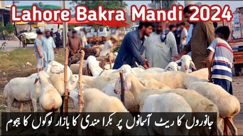 Bakra Mandi Lahore Bakron Ka Rate Bakra Eid Per Eid Ul Azha