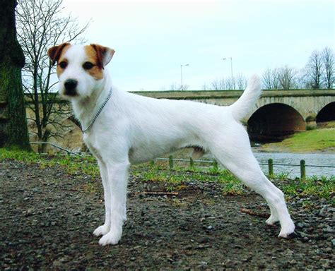 Parson Russell Terrier Breed Guide - Learn about the Parson Russell ...