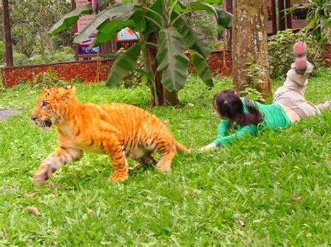 Liger Cubs in China