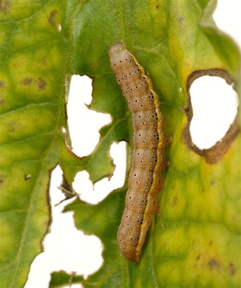 Tomato pests: top tips on 5 common intruders | Gardeningetc