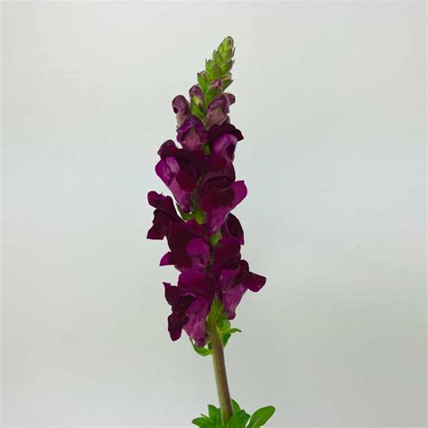 SNAPDRAGONS BURGUNDY Wholesale Bulk Flowers Cascade Floral