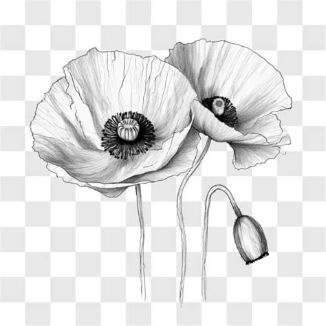 Descarga Dibujo En Blanco Y Negro De Dos Amapolas En Fondo Blanco