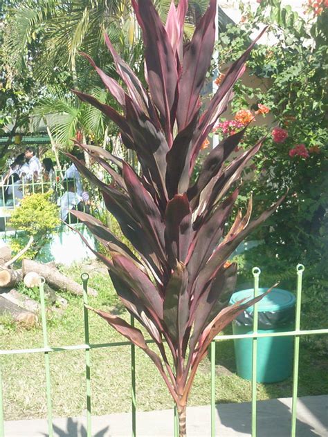 Tropical Trees And Plants Fortune Plant