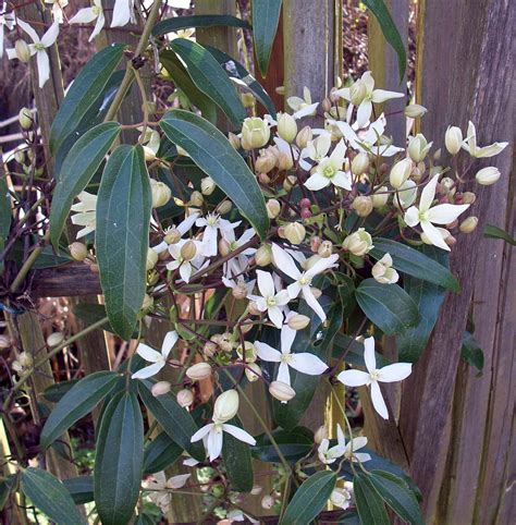 Natures Walk Studio Evergreen Clematis