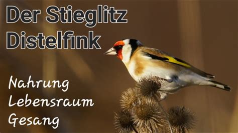 Stieglitz - Gesang - Distelfink - Goldfinch - Carduelis carduelis - YouTube