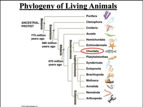 Ch The Origin And Evolution Of Vertebrates Flashcards Quizlet