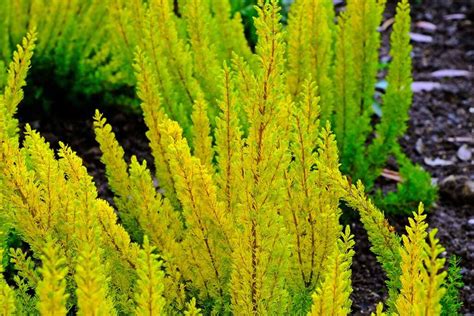 How To Grow Heather Plants In Your Garden Gardeners Path