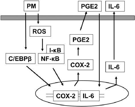 Proposed Signaling Pathways Of Ros Dependent And Independent Activation