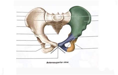 bones of the pelvic girdle exercise 7.6 Diagram | Quizlet