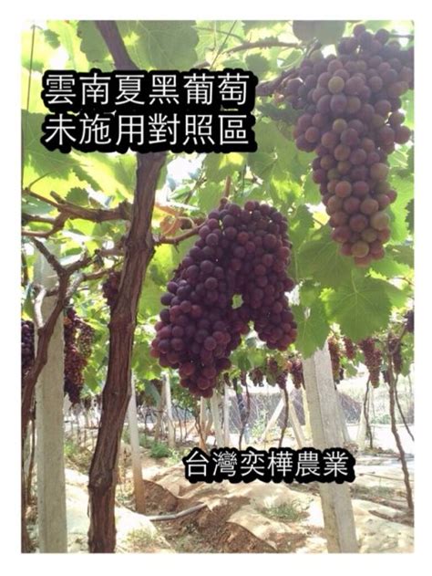 奕樺農業生技有限公司 2014年雲南建水夏黑葡萄提早15天採收採購價格高