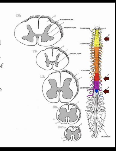 Spinal Cord Spinal Nerve Flashcards Quizlet