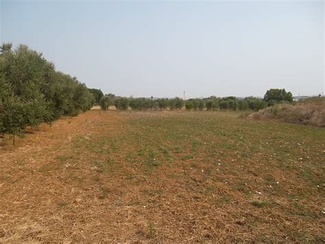 Terreno Agricolo In Agro Di Casarano