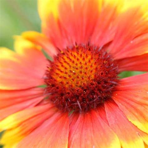 Gaillarde Comment And Où Planter La Gaillardia Plante Vivace Du Jardin