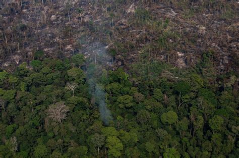 Amazzonia A Gennaio Deforestazione Record Distrutta Area Grande Come