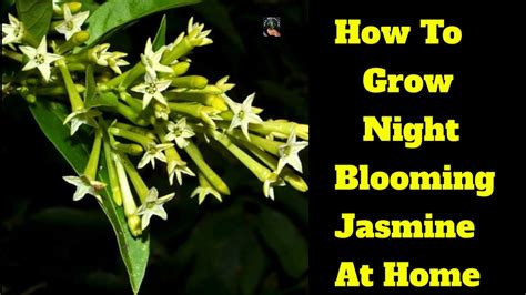 How To Grow Night Blooming Jasmine At Home Raat Ki Rani Fragrance