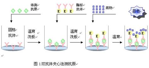 人脂肪细胞型脂肪酸结合蛋白afabpelisa酶联免疫试剂盒哪里有买价格详情介绍 960化工网 960化工网